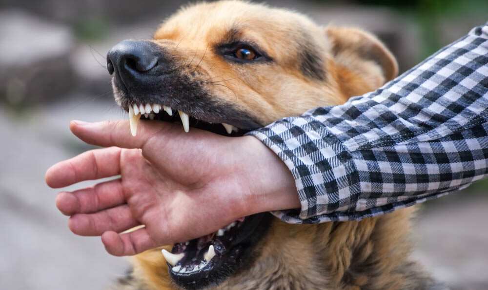 St. Louis dog bite attorney 